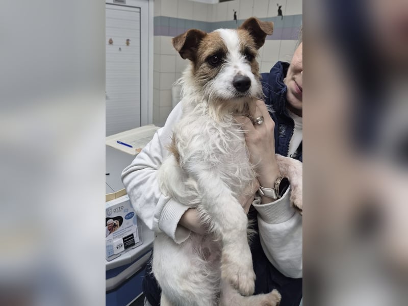 Kokolo ein winziger Engel auf vier Pfoten