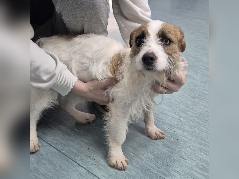 Kokolo ein winziger Engel auf vier Pfoten