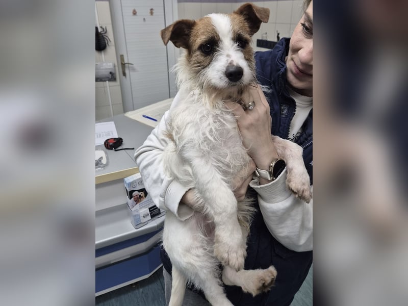 Kokolo ein winziger Engel auf vier Pfoten