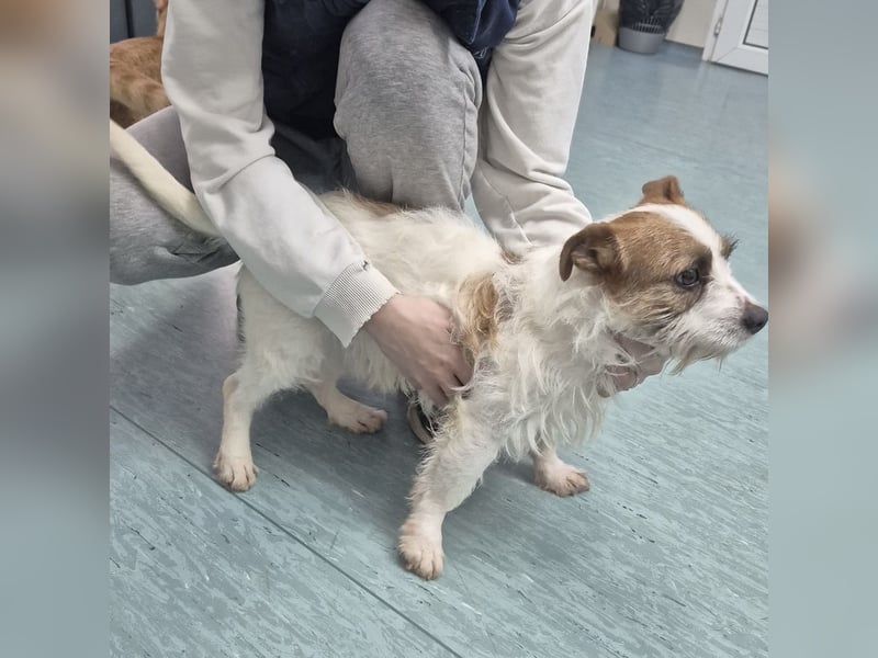 Kokolo ein winziger Engel auf vier Pfoten