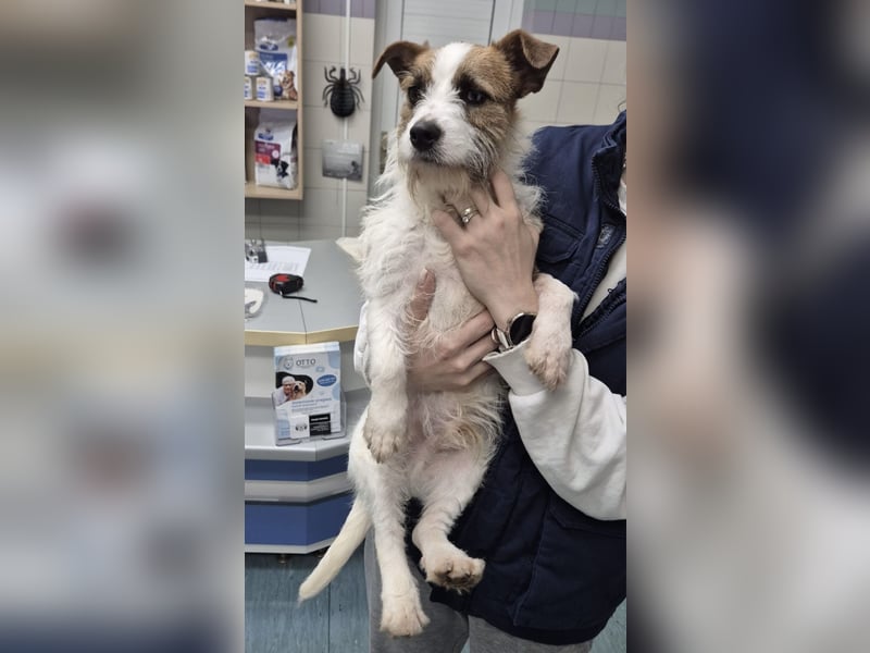 Kokolo ein winziger Engel auf vier Pfoten