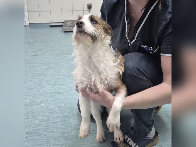 Kokolo ein winziger Engel auf vier Pfoten