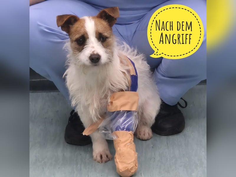 Kokolo ein winziger Engel auf vier Pfoten