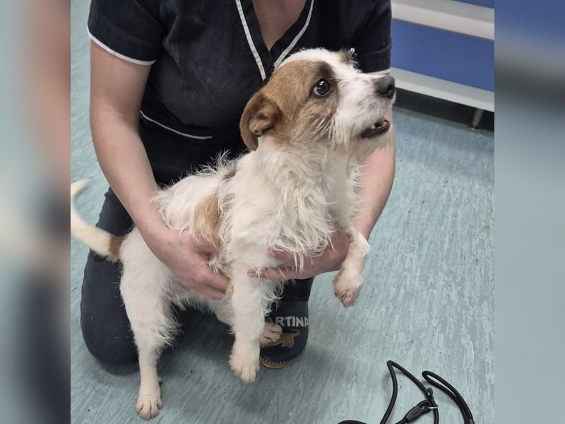 Kokolo ein winziger Engel auf vier Pfoten