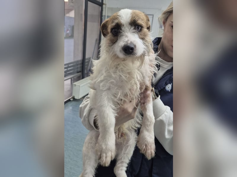 Kokolo ein winziger Engel auf vier Pfoten