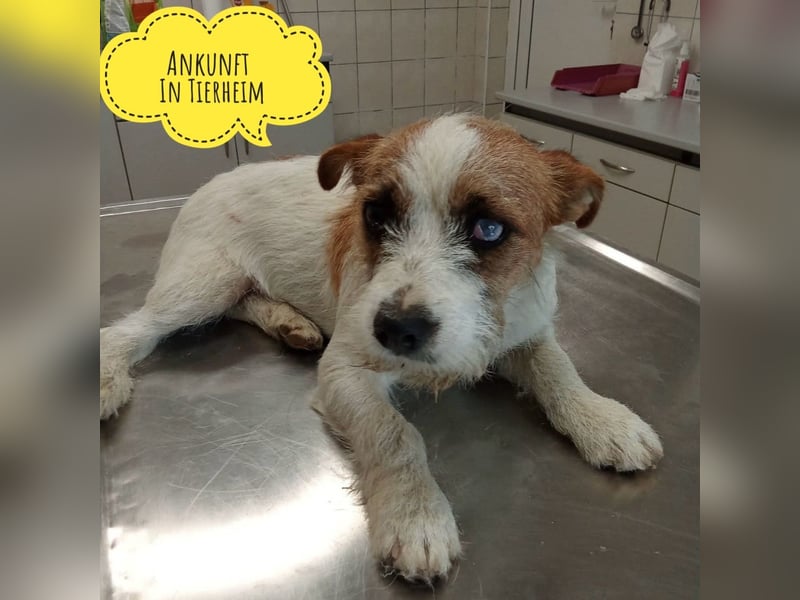 Kokolo ein winziger Engel auf vier Pfoten