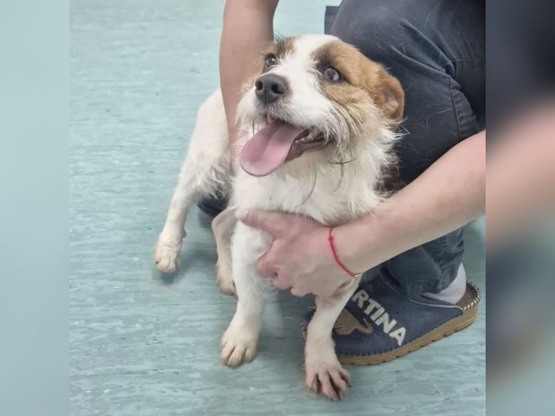 Kokolo ein winziger Engel auf vier Pfoten