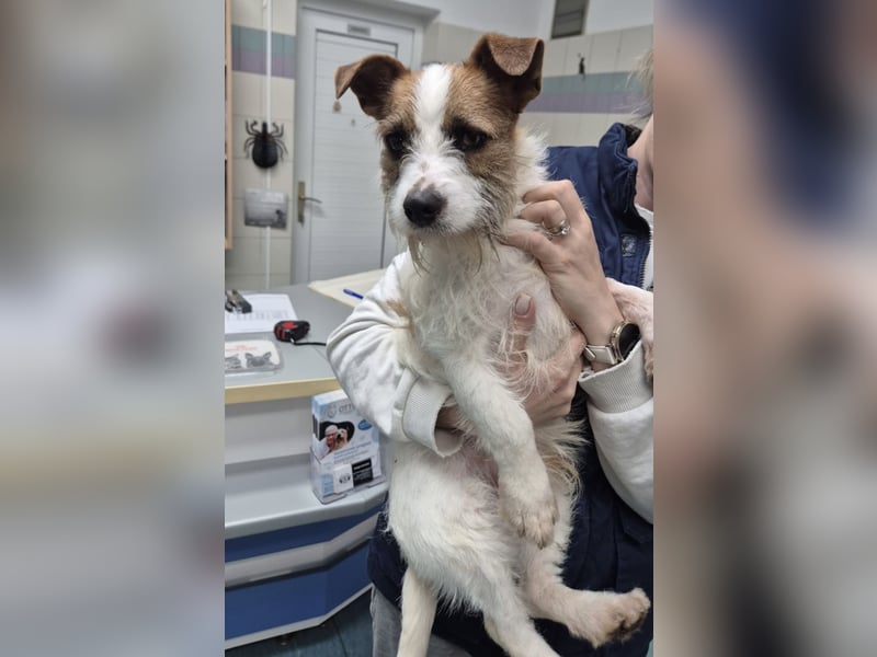 Kokolo ein winziger Engel auf vier Pfoten