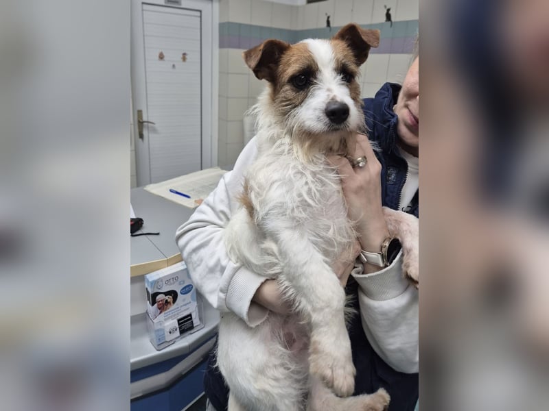 Kokolo ein winziger Engel auf vier Pfoten