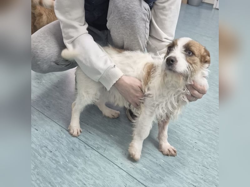 Kokolo ein winziger Engel auf vier Pfoten