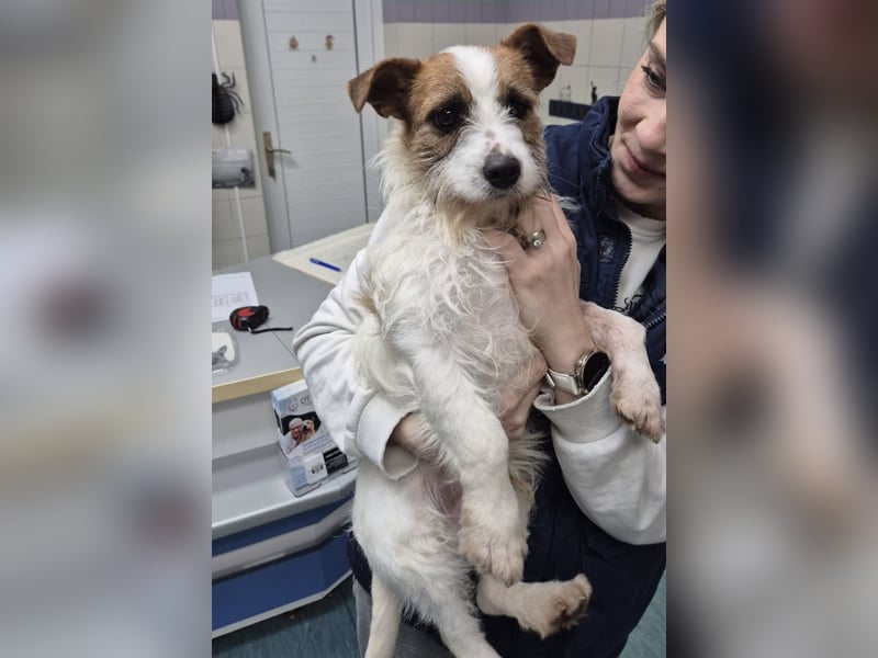 Kokolo ein winziger Engel auf vier Pfoten