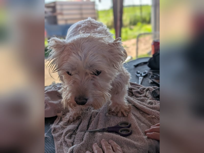 Boxi, liebenswertes Westhighland Terrier/ Malteser Mädchen geb. 03/2018