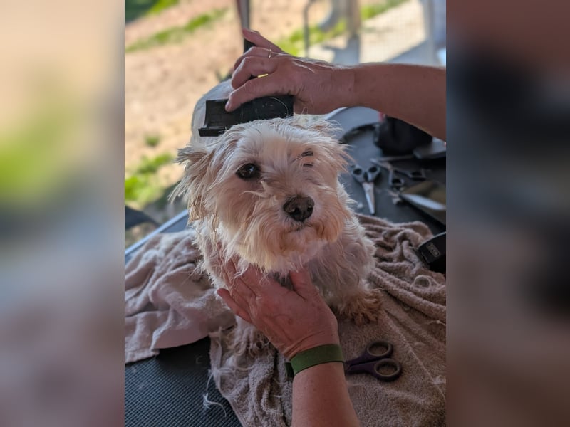 Boxi, liebenswertes Westhighland Terrier/ Malteser Mädchen geb. 03/2018