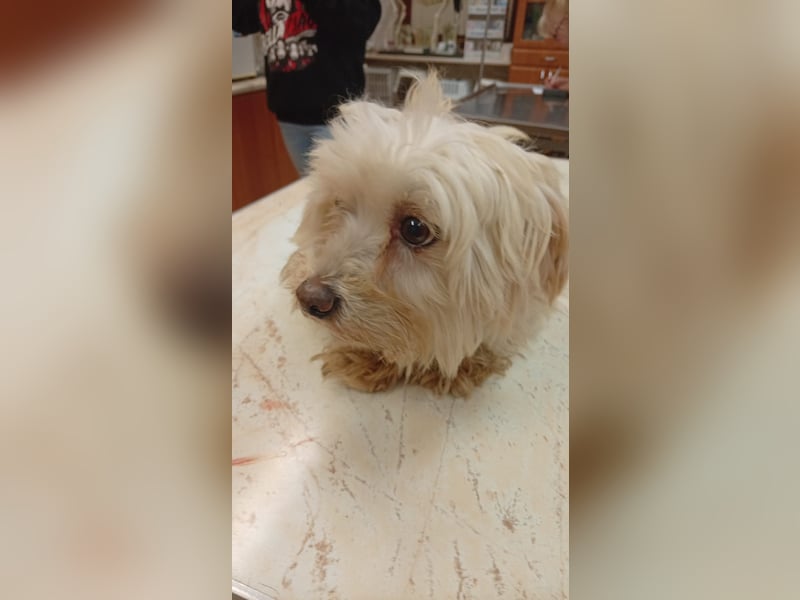 Boxi, liebenswertes Westhighland Terrier/ Malteser Mädchen geb. 03/2018