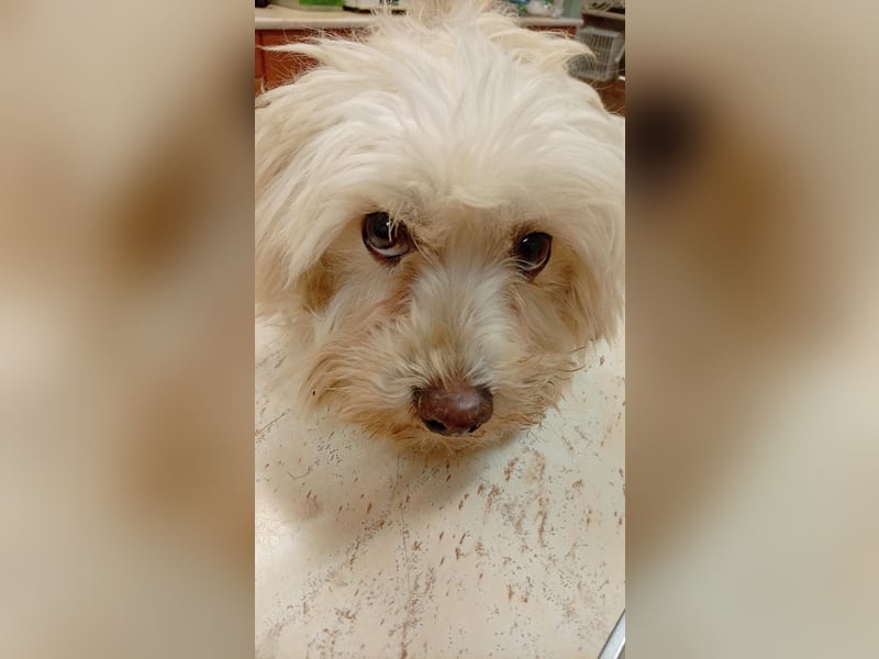 Boxi, liebenswertes Westhighland Terrier/ Malteser Mädchen geb. 03/2018