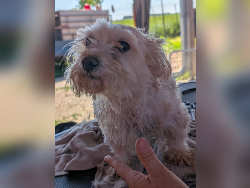 Boxi, liebenswertes Westhighland Terrier/ Malteser Mädchen geb. 03/2018