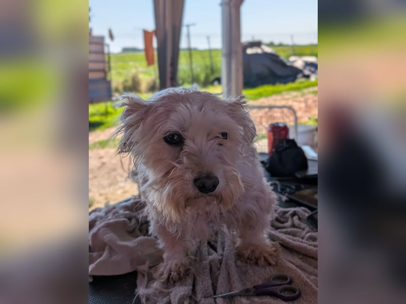 Boxi, liebenswertes Westhighland Terrier/ Malteser Mädchen geb. 03/2018