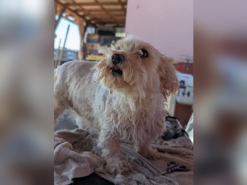 Boxi, liebenswertes Westhighland Terrier/ Malteser Mädchen geb. 03/2018