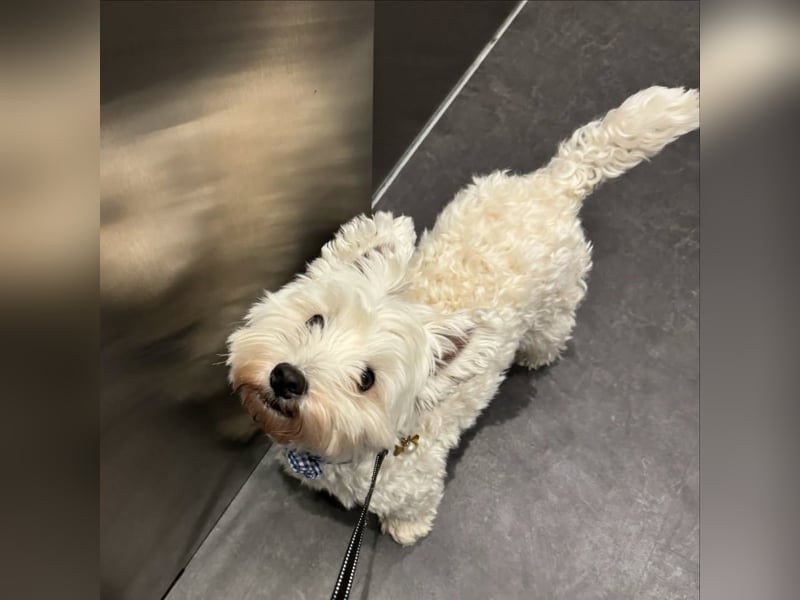 Liebevoller 2-jähriger Westie Otto sucht wegen Umzug ein neues Zuhause