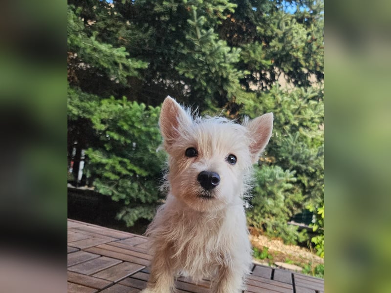 Der kleine Spooky möchte mit seinen Menschen das Hunde-ABC lernen