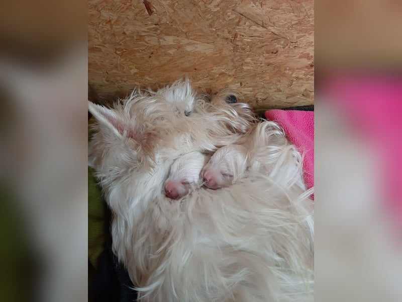 Westie-Welpen