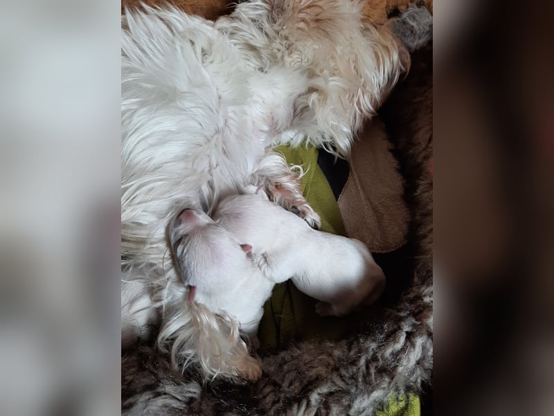 Westie-Welpen