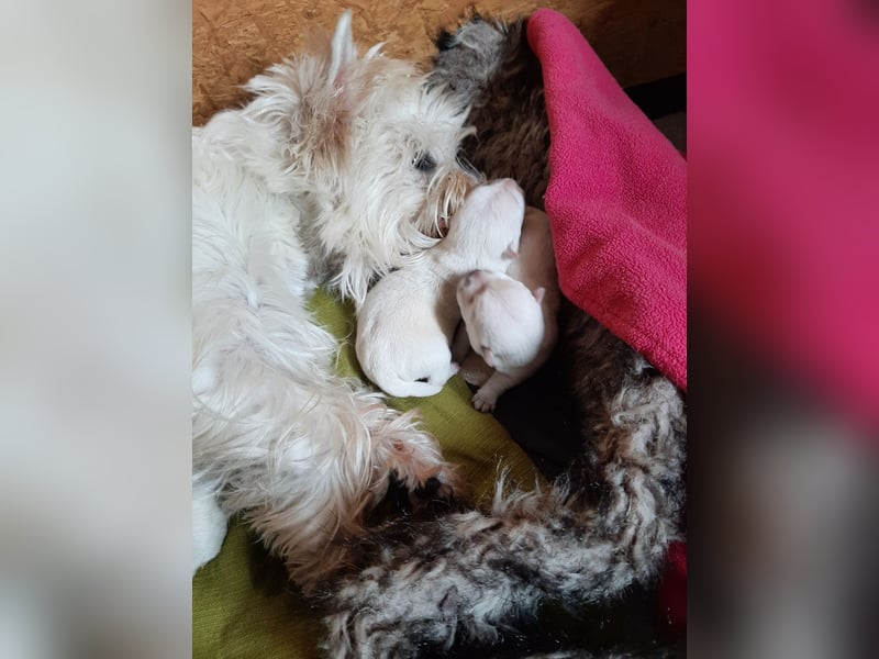 Westie-Welpen