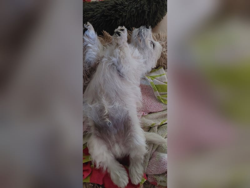 West Highland White Terrier FCI Junge Welpen