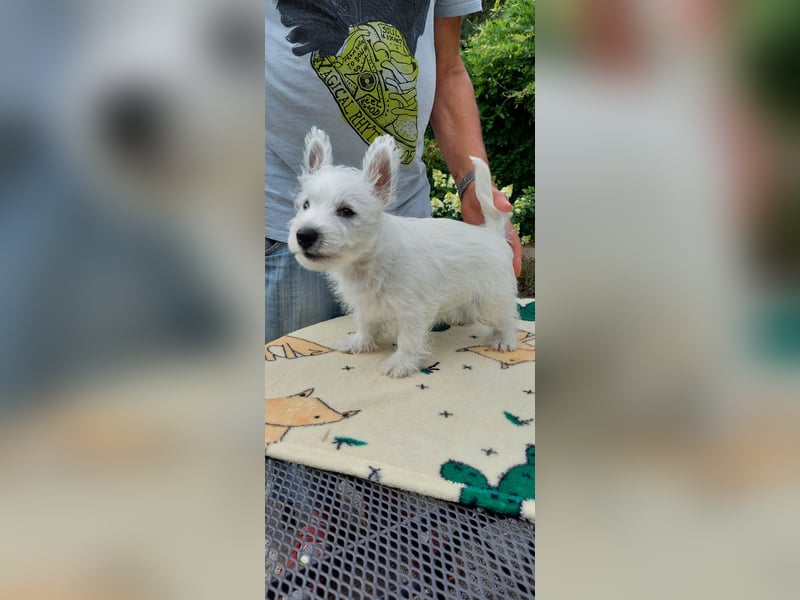 West Highland White Terrier FCI Junge Welpen