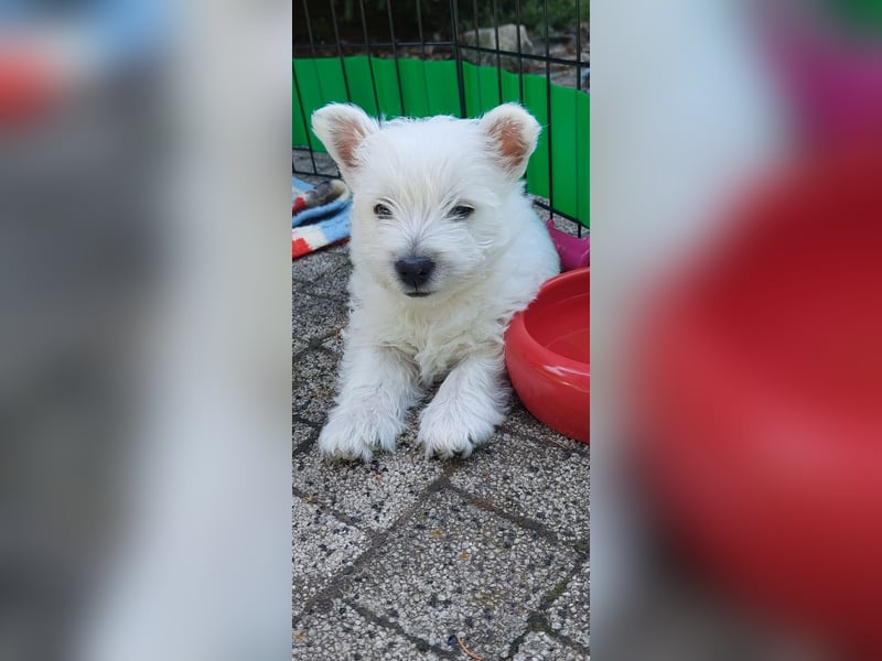 West Highland White Terrier FCI Junge Welpen