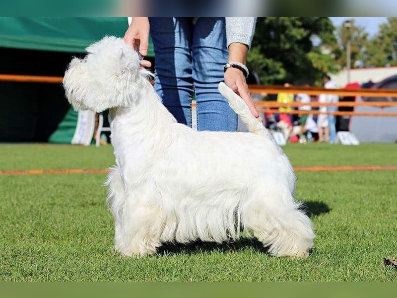 West Highland White Terrier FCI Junge Welpen