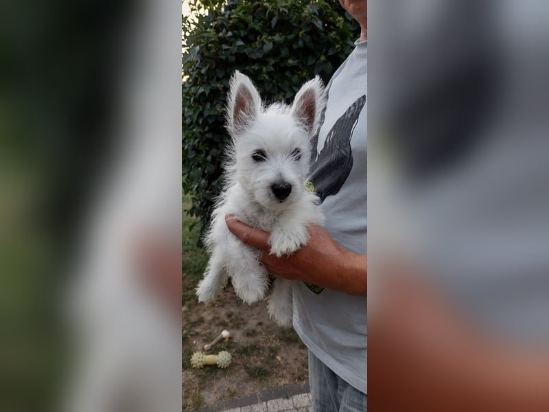 West Highland White Terrier FCI Junge Welpen