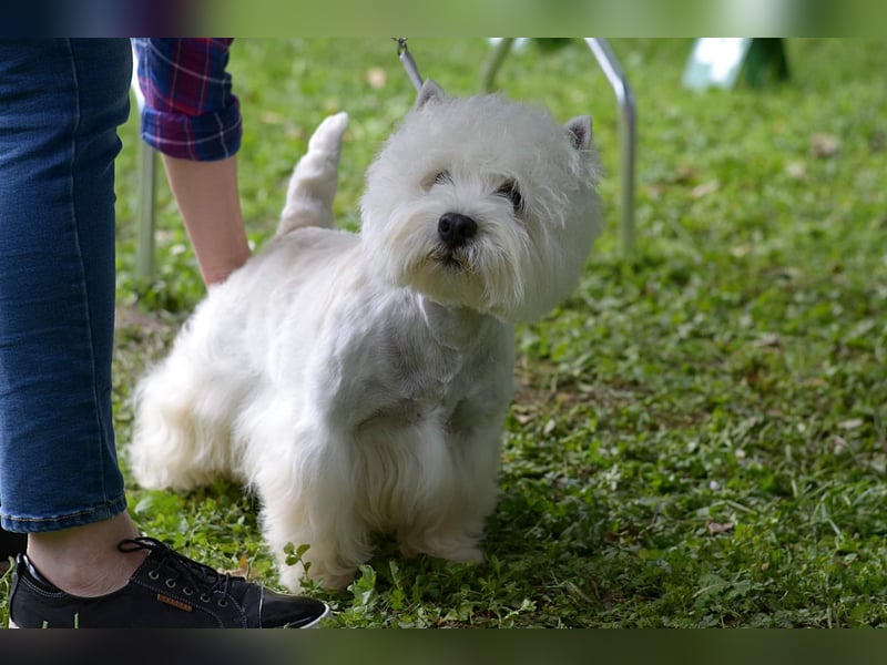 West Highland White Terrier FCI Junge Welpen