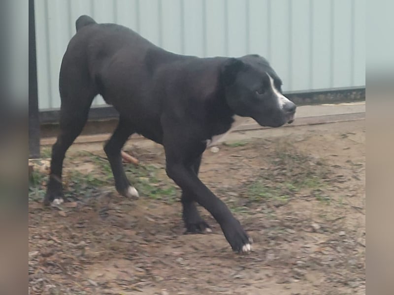 Graf Poldi ist einzigartig und bereit fürs Leben