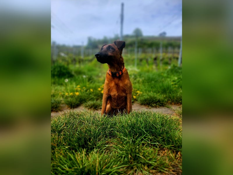 Liebevolle Westfalenterrierin Ayla 4 sucht neues Zuhause.