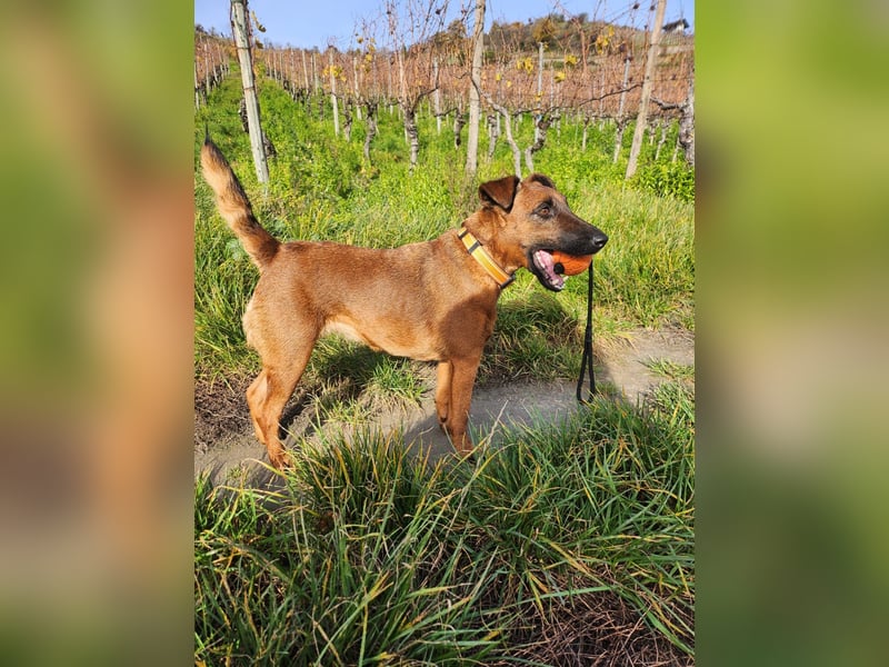 Liebevolle Westfalenterrierin Ayla 4 sucht neues Zuhause.