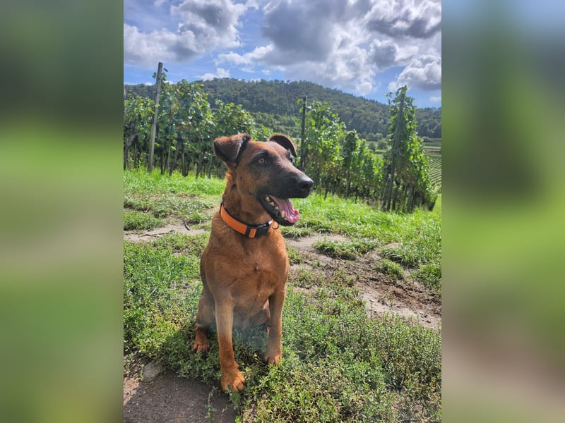 Liebevolle Westfalenterrierin Ayla 4 sucht neues Zuhause.