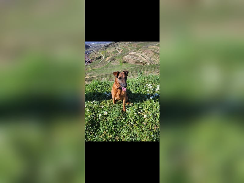 Liebevolle Westfalenterrierin Ayla 4 sucht neues Zuhause.