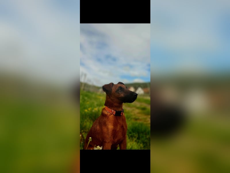 Liebevolle Westfalenterrierin Ayla 4 sucht neues Zuhause.