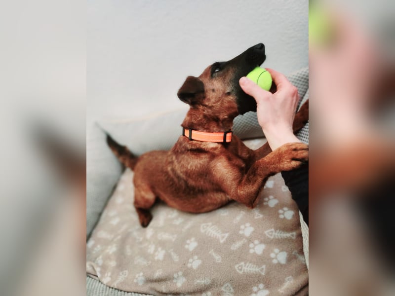 Liebevolle Westfalenterrierin Ayla 4 sucht neues Zuhause.