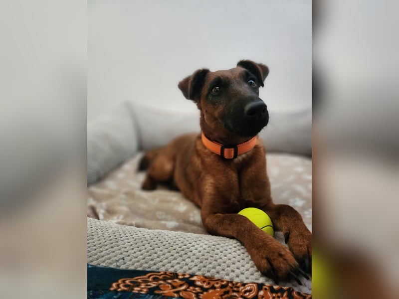 Liebevolle Westfalenterrierin Ayla 4 sucht neues Zuhause.