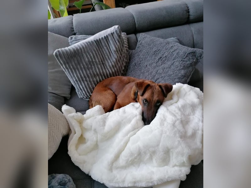 Liebevolle Westfalenterrierin Ayla 4 sucht neues Zuhause.