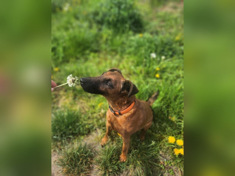 Liebevolle Westfalenterrierin Ayla 4 sucht neues Zuhause.