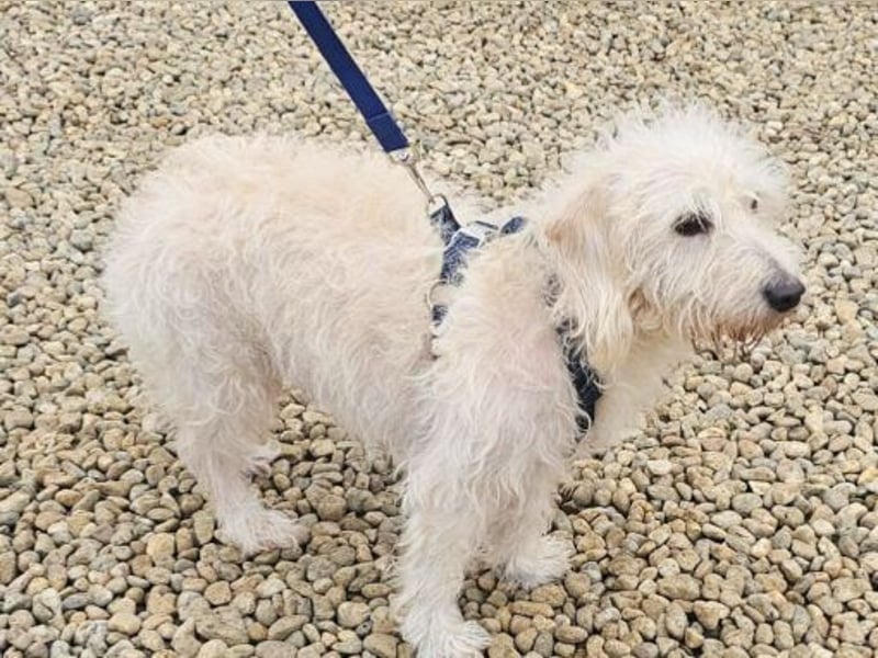 Der liebe Loki 36 cm geb. 11/2022 ähnelt einem Westiepoo-RESERVIERT