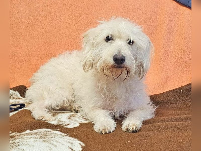 Der liebe Loki 36 cm geb. 11/2022 ähnelt einem Westiepoo-RESERVIERT