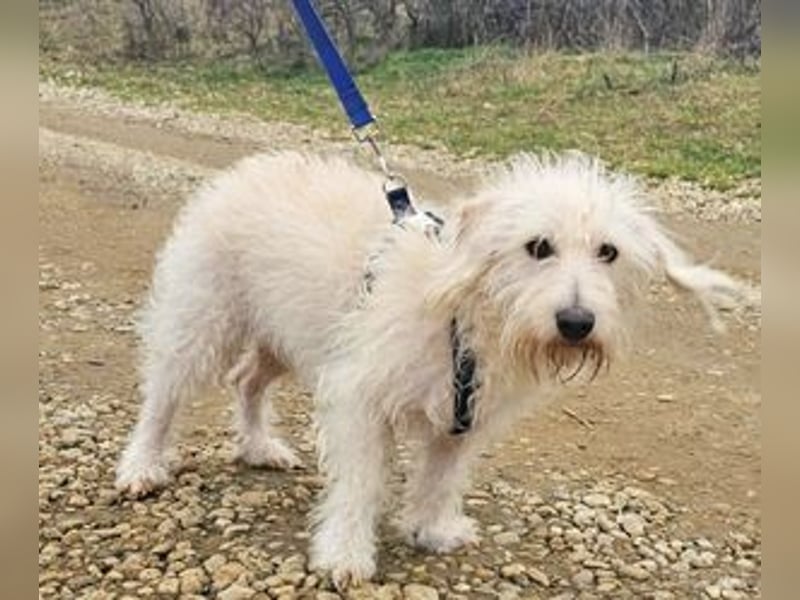 Der liebe Loki 36 cm geb. 11/2022 ähnelt einem Westiepoo-RESERVIERT