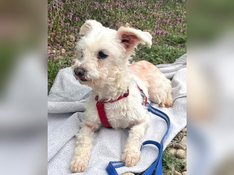 Rhonda (Westipoo-Mix) 25 cm geb. 2021 sucht einfühlsame Menschen