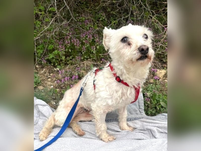 Rhonda (Westipoo-Mix) 25 cm geb. 2021 sucht einfühlsame Menschen