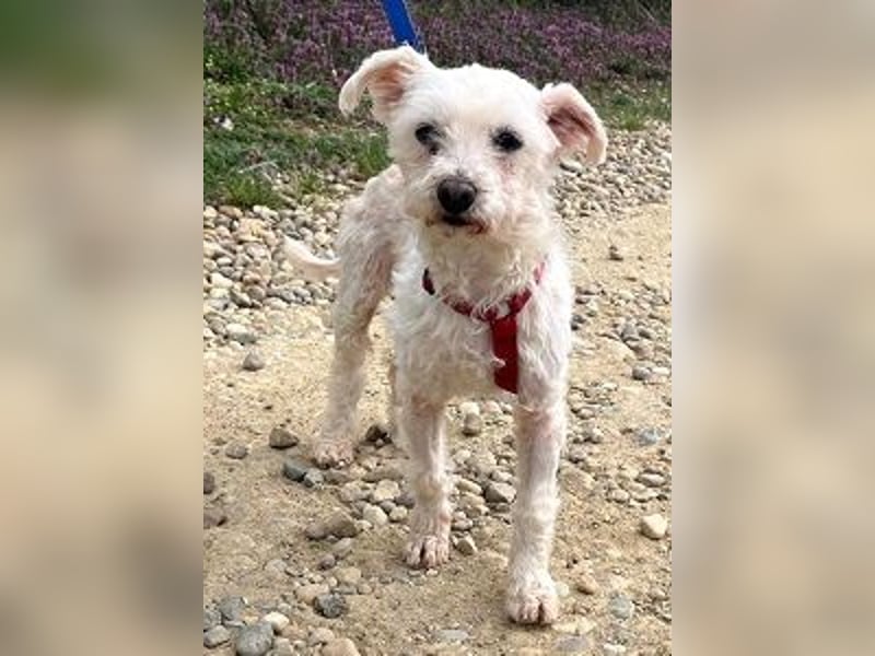 Rhonda (Westipoo-Mix) 25 cm geb. 2021 sucht einfühlsame Menschen