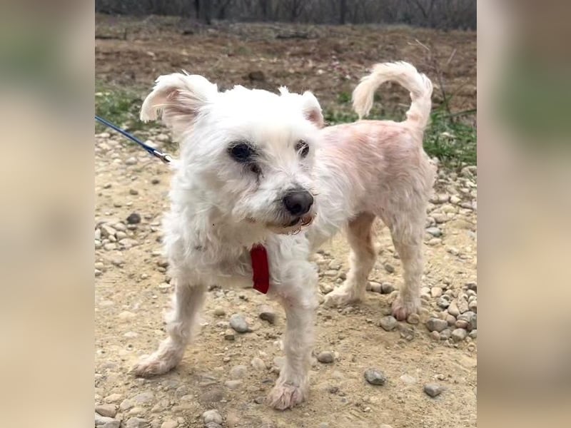 Rhonda (Westipoo-Mix) 25 cm geb. 2021 sucht einfühlsame Menschen